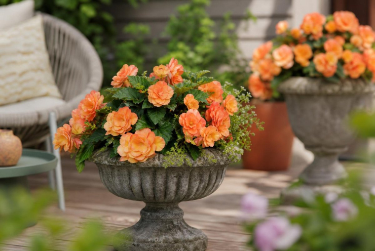 comment conserver les bégonias en hiver facteurs survie emplacement climat local type plante