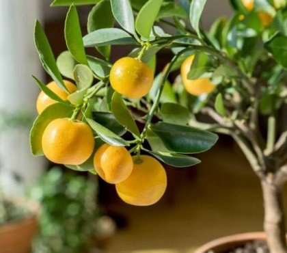 comment conserver un citronnier en pot pendant l'hiver arbuste origine méditerranéenne difficile survivre températures glaciales