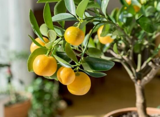 comment conserver un citronnier en pot pendant l'hiver arbuste origine méditerranéenne difficile survivre températures glaciales