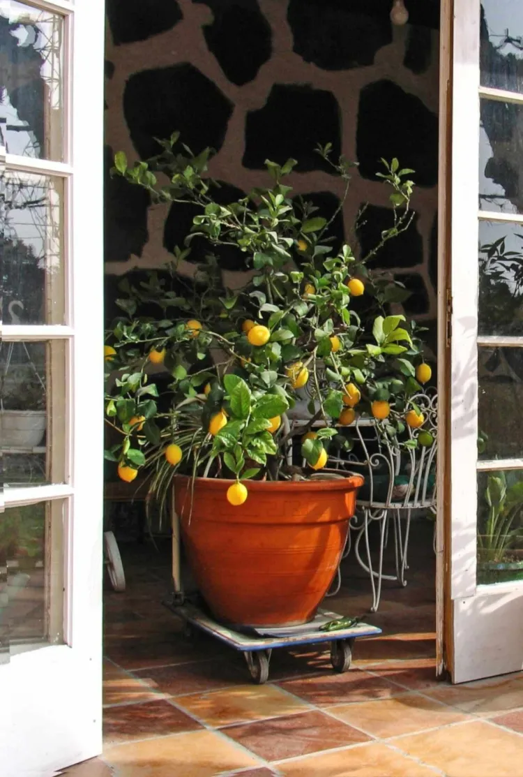 comment conserver un citronnier en pot pendant l'hiver plateforme facilement déplaçable jardin hiver