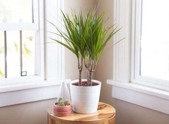 comment conserver un dracaena en hiver