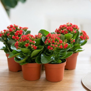 comment conserver un kalanchoé en hiver