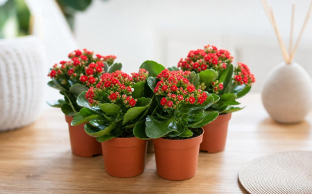 comment conserver un kalanchoé en hiver
