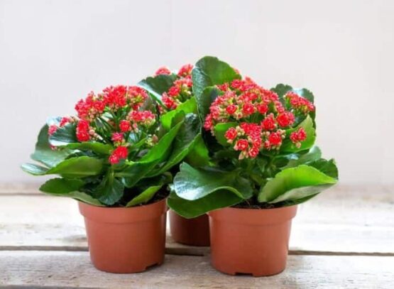 comment conserver un kalanchoé en hiver