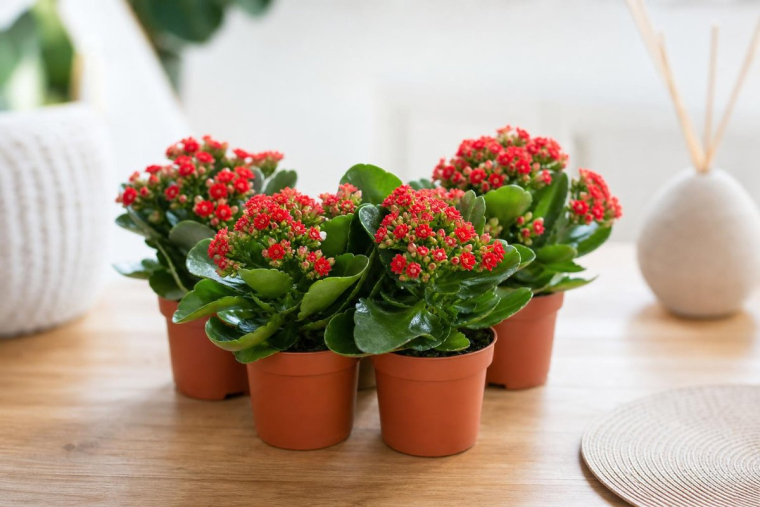 comment conserver un kalanchoé en hiver