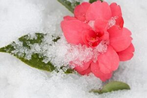 comment entretenir un camélia en hiver en pot en terre astuces jardin