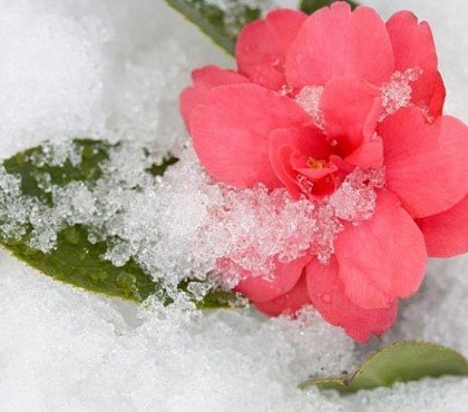 comment entretenir un camélia en hiver en pot en terre astuces jardin