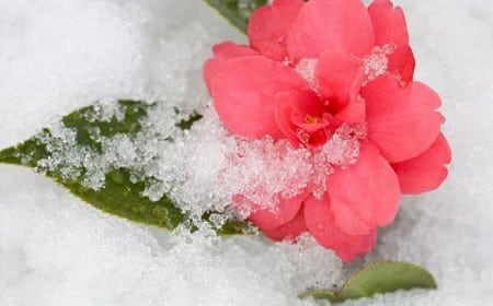comment entretenir un camélia en hiver en pot en terre astuces jardin