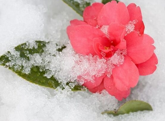 comment entretenir un camélia en hiver en pot en terre astuces jardin