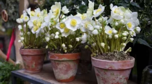 comment entretenir une rose de Noël en pot entretien hellébore conseils astuces étapes à suivre