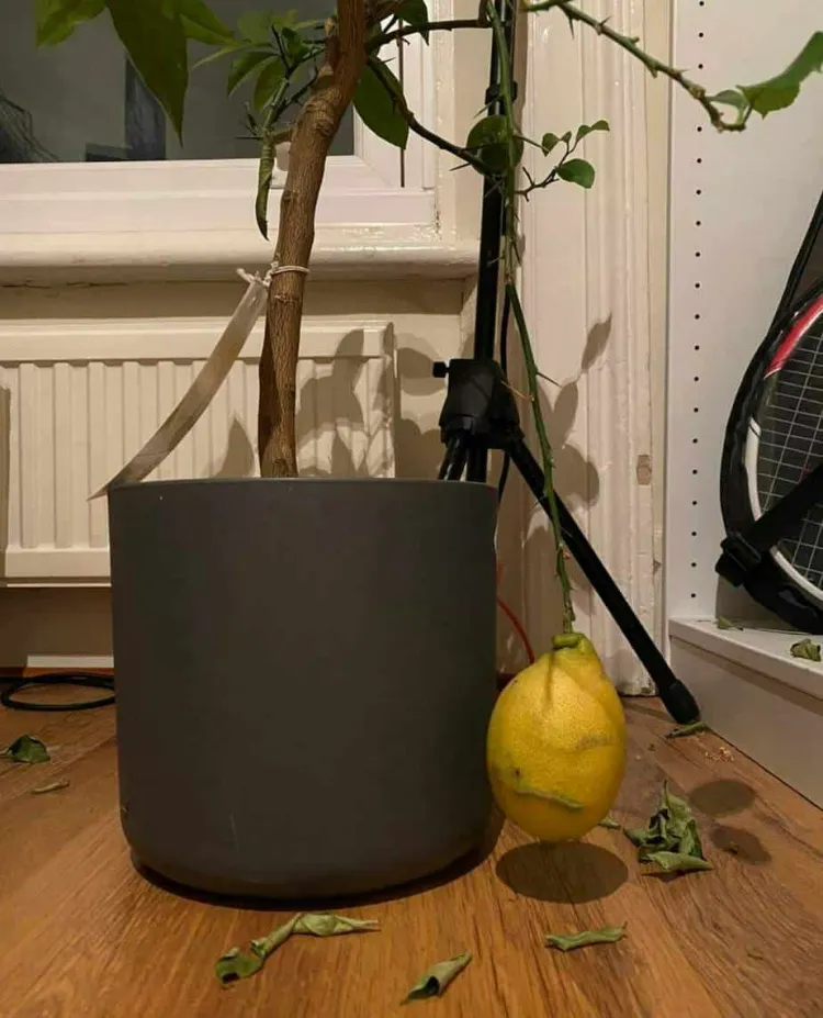 comment hiverner un citronnier en pot symptômes alarmants feuilles tombées inspecter causes