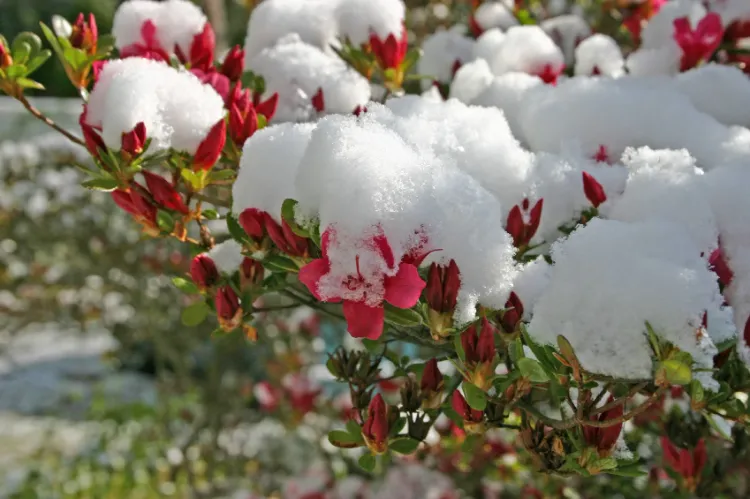 comment protéger azalée en hiver quel entretien rhododendron pleine terre pot