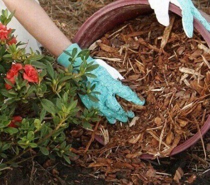 comment protéger azalée hiver quel entretien rhododendron de jardin