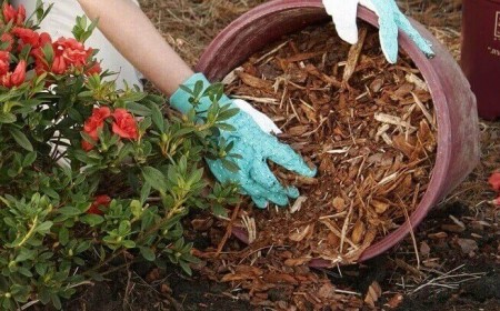 comment protéger azalée hiver quel entretien rhododendron de jardin