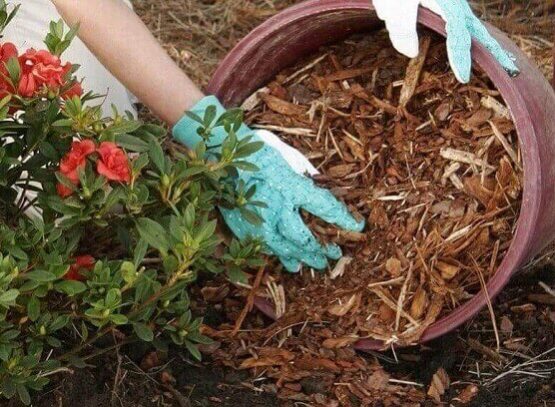 comment protéger azalée hiver quel entretien rhododendron de jardin