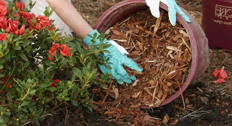comment protéger azalée hiver quel entretien rhododendron de jardin