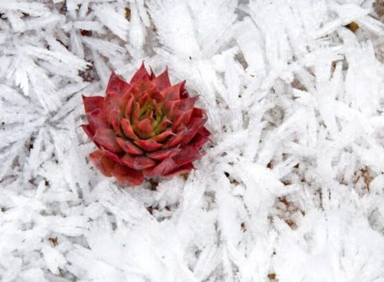 comment protéger les plantes grasses en hiver