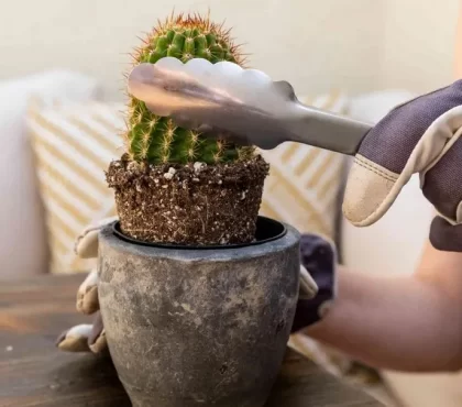 comment rempoter un cactus sans se piquer astuces étapes à suivre