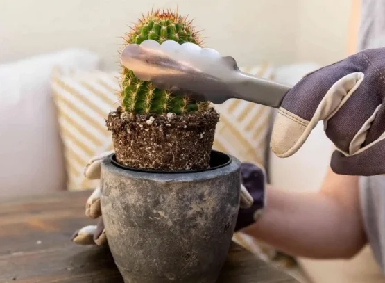 comment rempoter un cactus sans se piquer astuces étapes à suivre