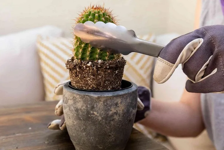 comment rempoter un cactus sans se piquer astuces étapes à suivre