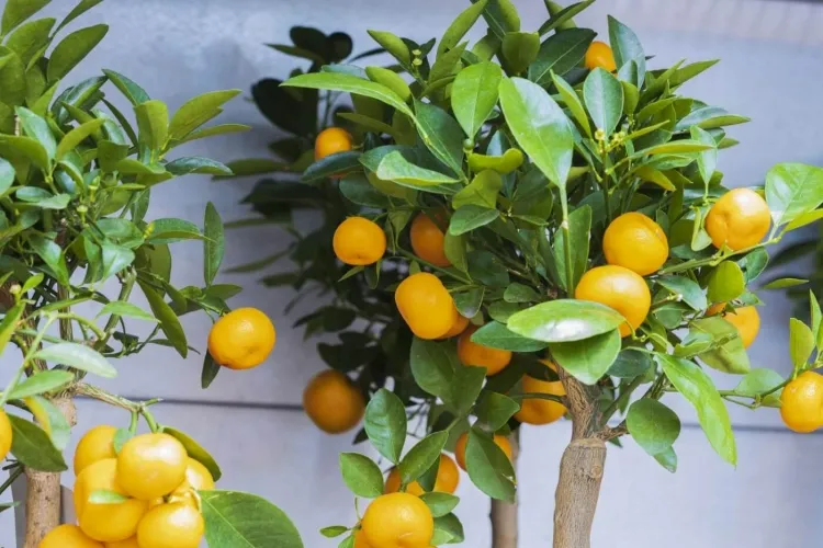 comment sauver un citronnier qui a perdu ses feuilles quantité lumière qualité air taux humidité