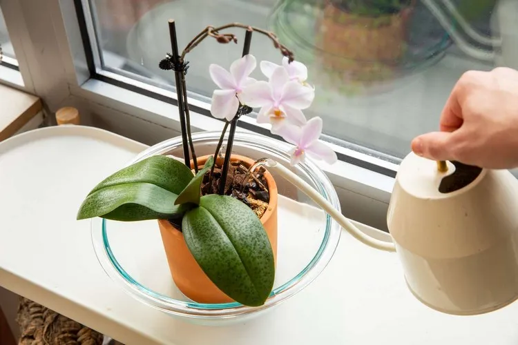 comment savoir si une orchidée a soif astuces arrosage orchidées en pot