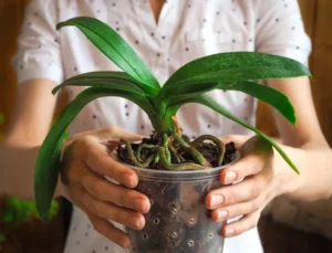 comment savoir si une orchidée est trop arrosée signes alarmants entretien orchidées