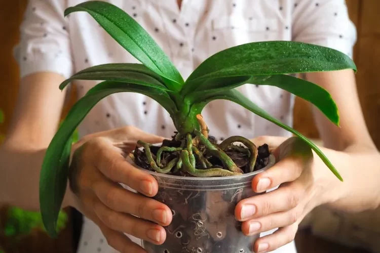 comment savoir si une orchidée est trop arrosée signes alarmants entretien orchidées