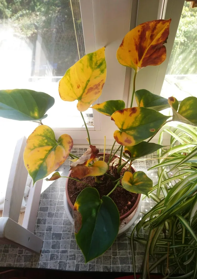 comment soigner un anthurium qui jaunit feuilles développent teinte jaunâtre signifie plante reçoit trop soleil