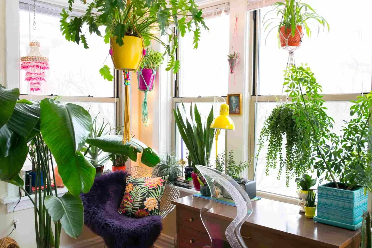 comment suspendre plantes sans percer plafond mur crochets adhésifs amovibles