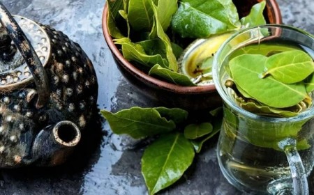 comment utiliser les feuilles de laurier pour la santé effet expectorant bénéfique soulager toux insupportable