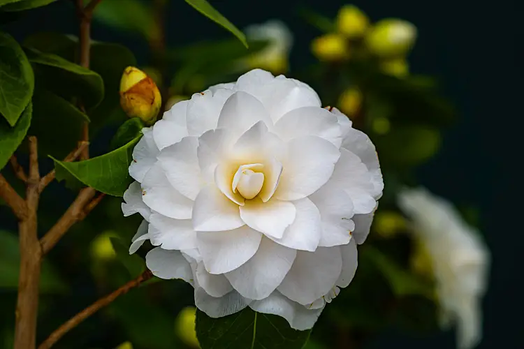 entretenir camélia blanc rose japonais hiver jardin fleurs astuces