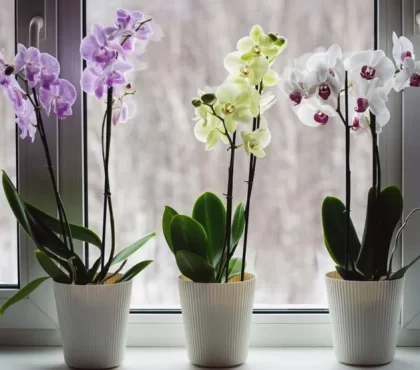est-ce que les orchidées craignent le froid comment sauver une orchidée qui a eu froid
