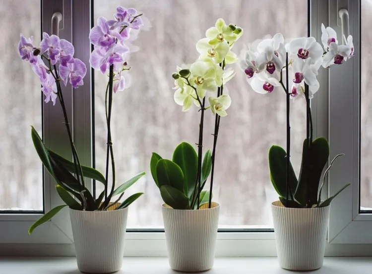 est-ce que les orchidées craignent le froid comment sauver une orchidée qui a eu froid