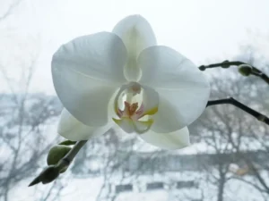 est-ce que les orchidées craignent le froid où mettre les orchidées en hiver