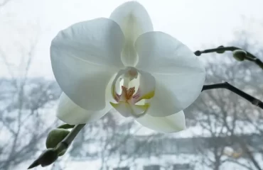 est-ce que les orchidées craignent le froid où mettre les orchidées en hiver