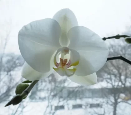 est-ce que les orchidées craignent le froid où mettre les orchidées en hiver