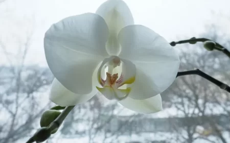 est-ce que les orchidées craignent le froid où mettre les orchidées en hiver
