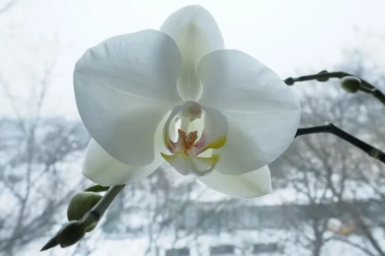 est-ce que les orchidées craignent le froid où mettre les orchidées en hiver