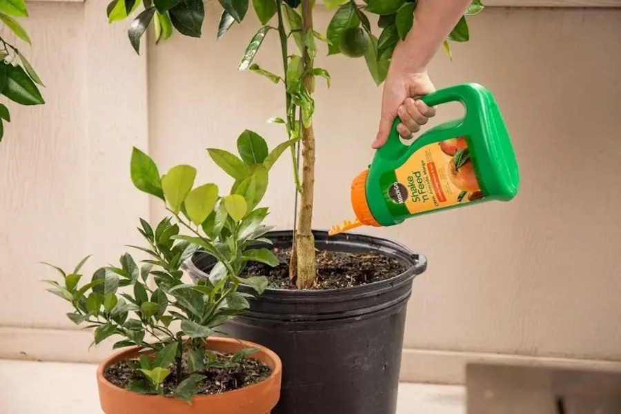 faut il fertiliser le citronnier qui perd ses feuilles