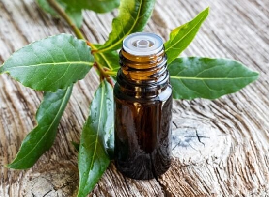 huile essentielle laurier noble utiliser bienfaits application stress nature