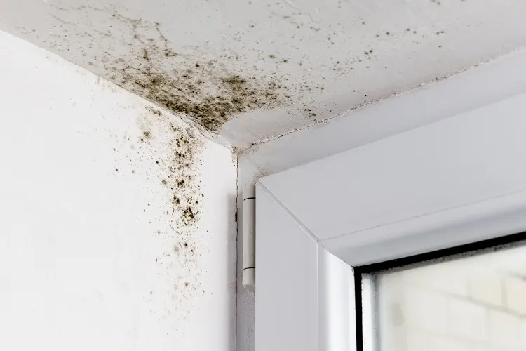 humidite moisissure murs ne pas aérer les pièces covid sante