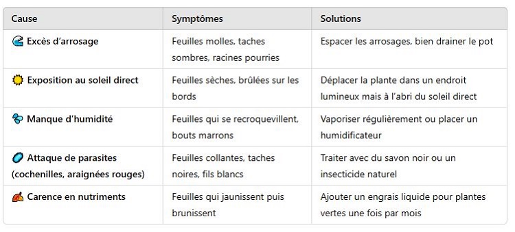 les feuilles de mon philodendron brunissent les causes