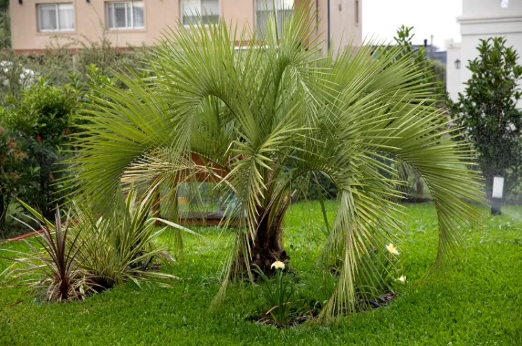palmier abricot dans le jardin 2022