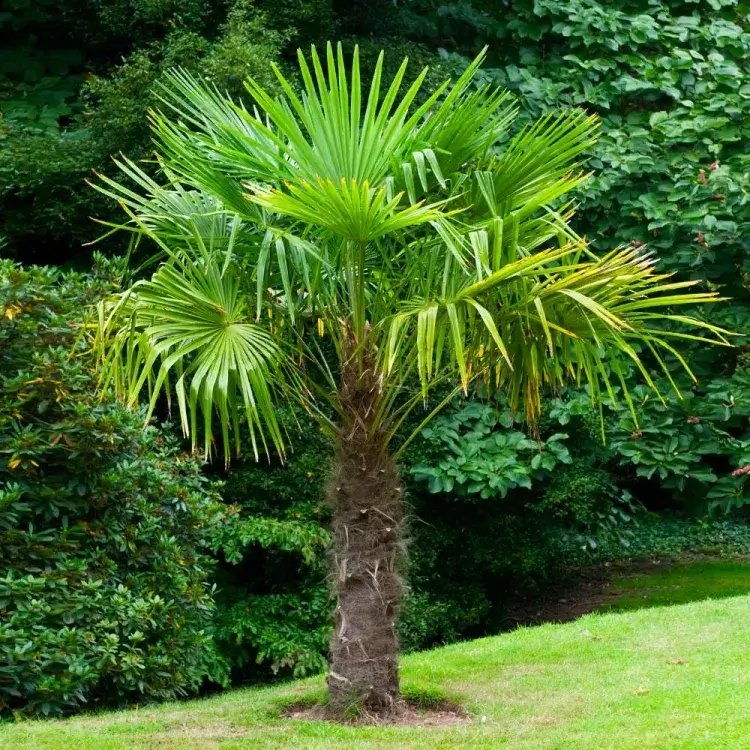 palmier résistant au froid trachycarpus fortunei palmier de chine palmier à chanvre