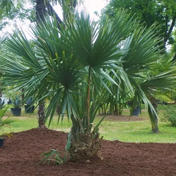 palmier résistant au vent et au froid sabal minor