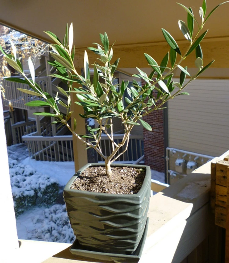 planter un olivier en pot