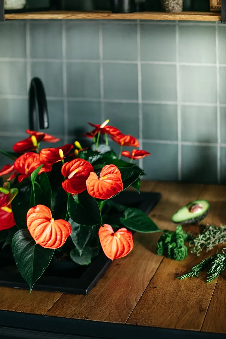 plantes à fleurs pour cuisine dépolluantes pour éliminer les mauvaises odeurs humidité cuisson