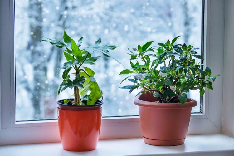 plantes d'intérieur en hiver près d'une fenêtre sans lumière directe
