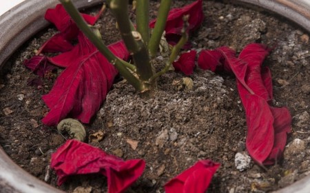 poinsettia feuilles qui s'enroulent